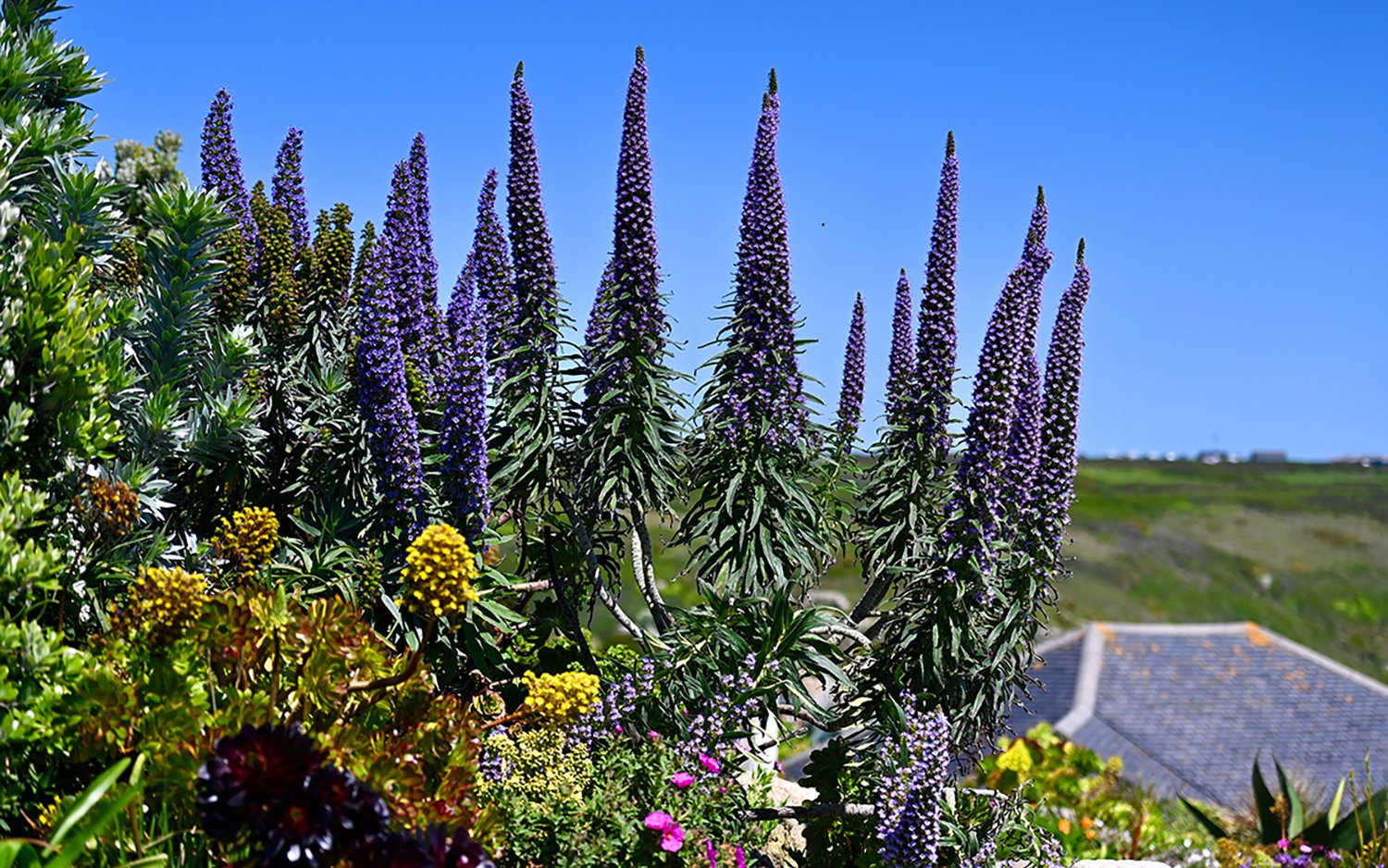 Echium fastuosum