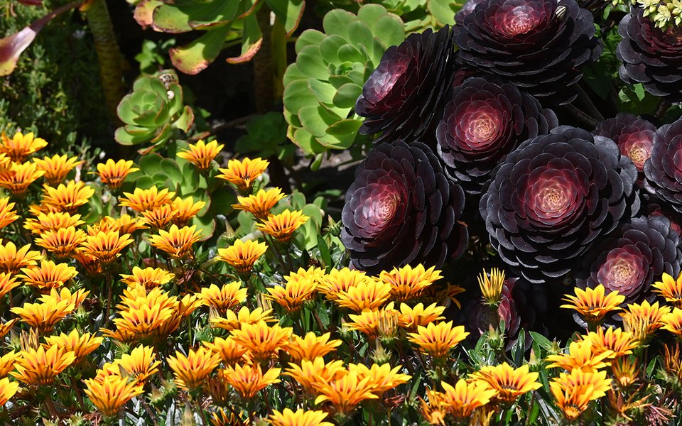 Gazinia 'Magic' and Aeonium schwartzkopf 800x1200