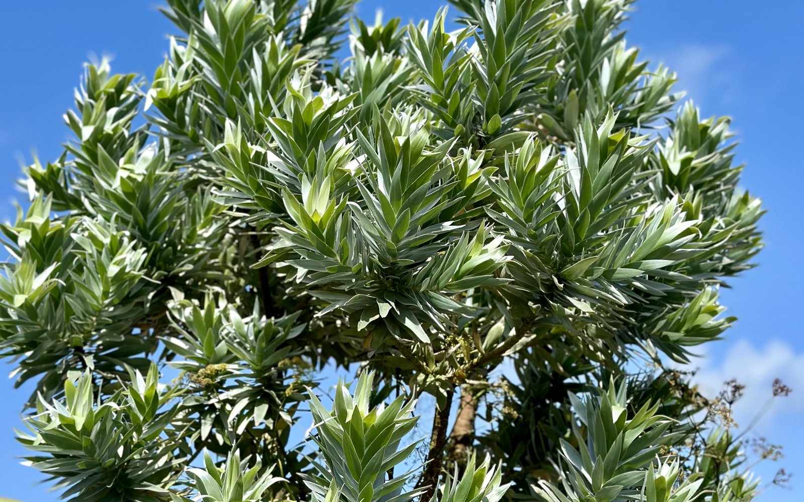 Leucadendron argenteum Cape Silver Tree