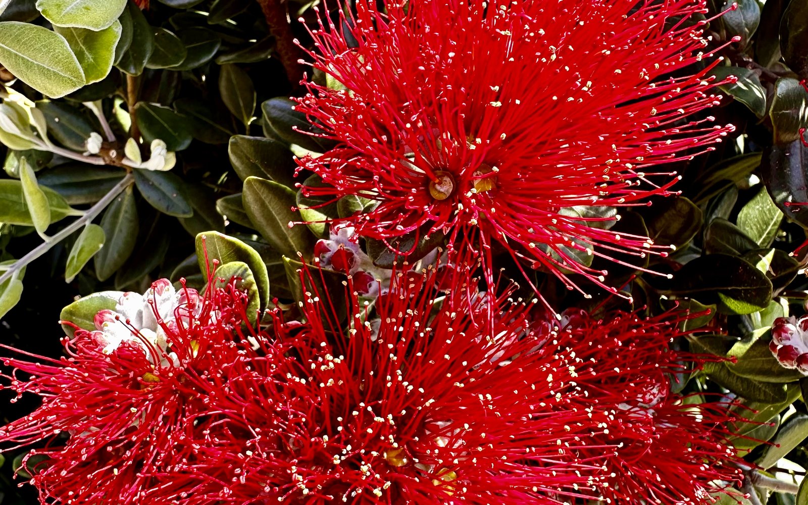 Metrosideros excelsa New Zealand Christmas Tree