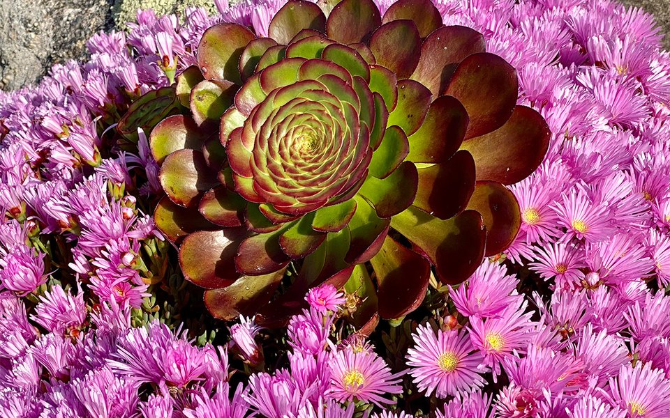 Aonium and other planting