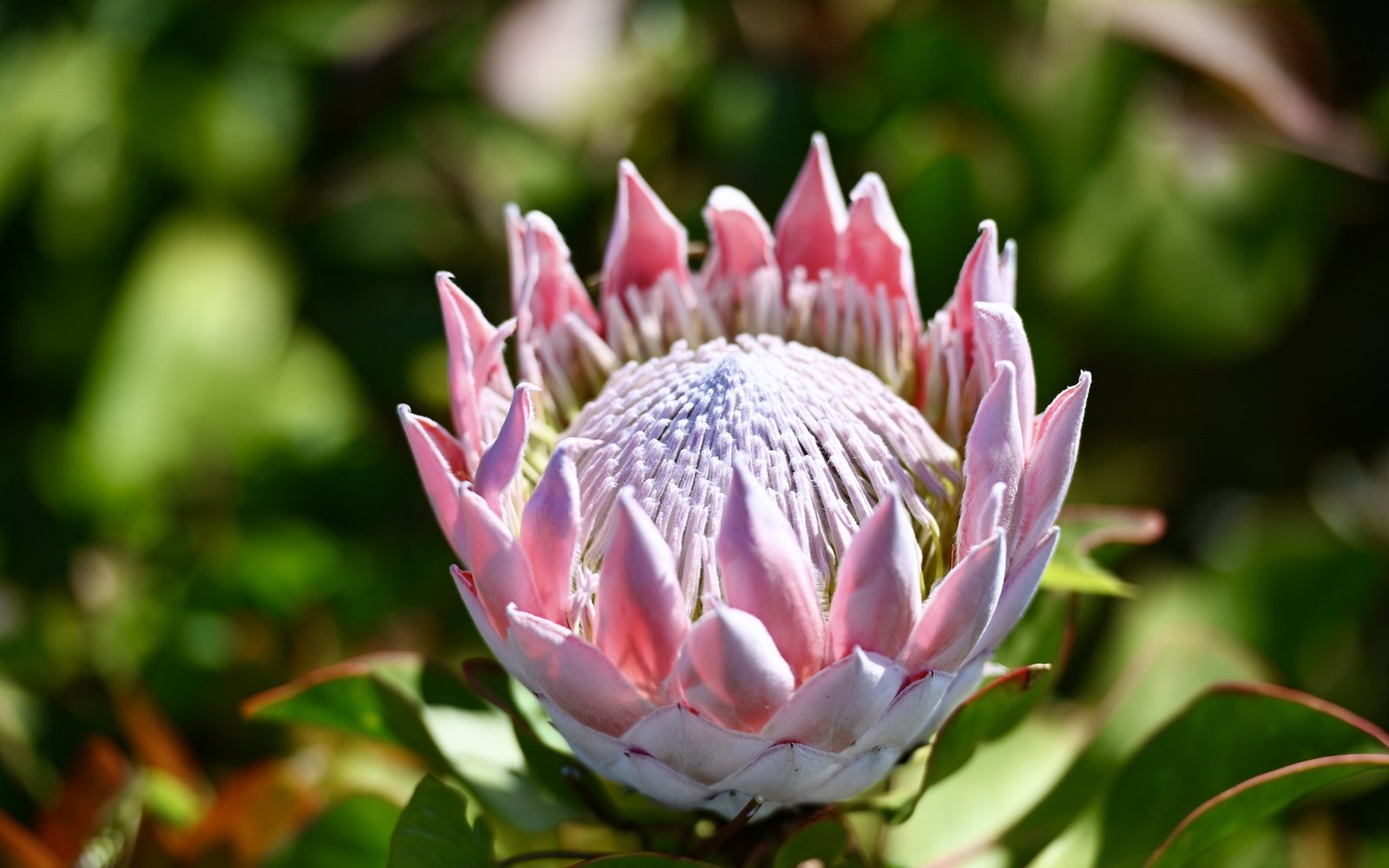Protea cynaroides