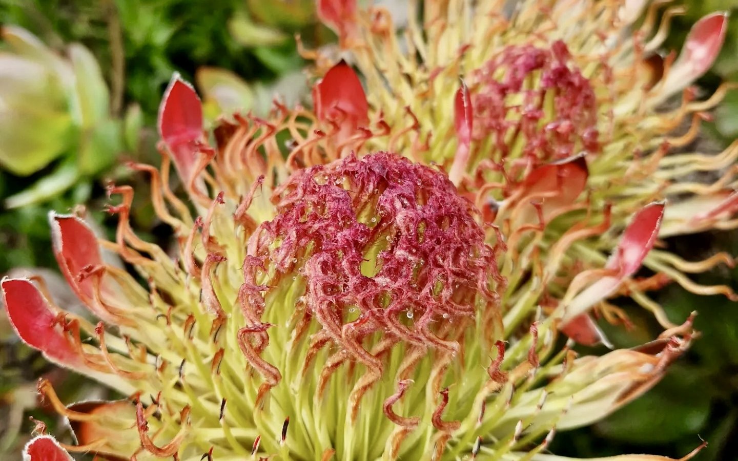 Protea eximea