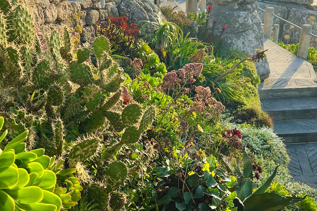 Succulent Bank at Dawn