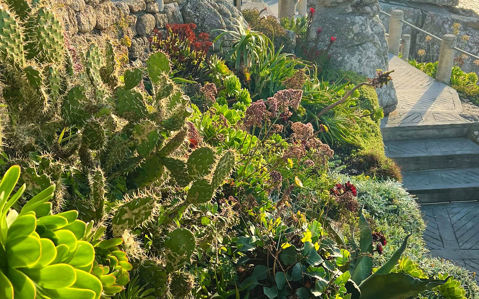 Bank of succulents in the Minack Theatre in early morning light