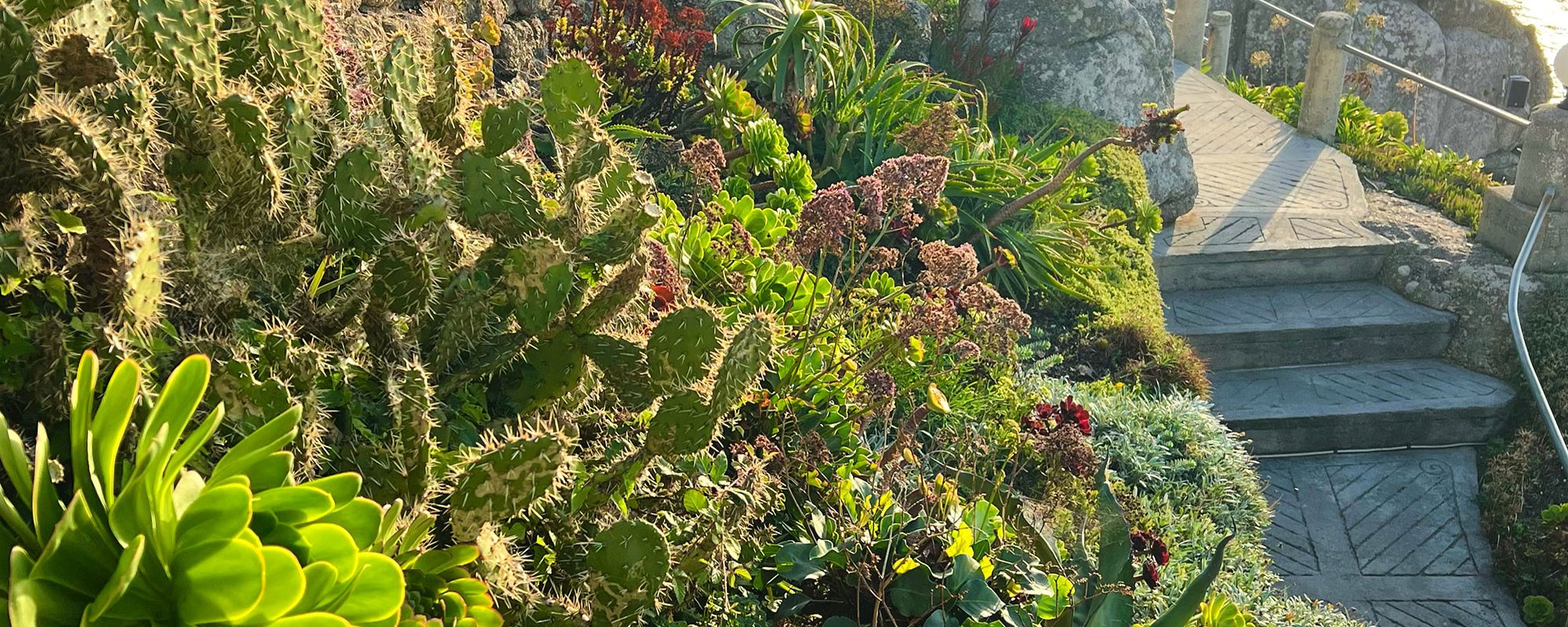 Bank of succulents in the Minack Theatre in early morning light